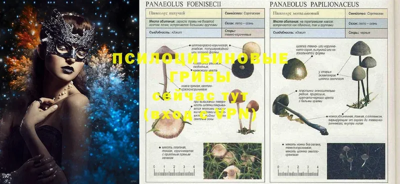 Галлюциногенные грибы Magic Shrooms  Володарск 